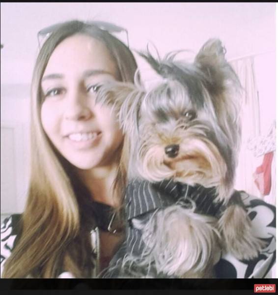 Yorkshire Terrier, Köpek  Oliver fotoğrafı