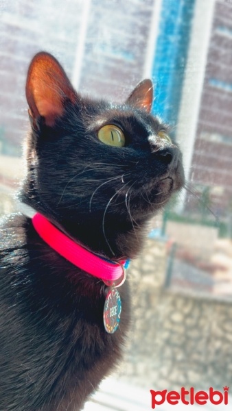 Tekir Kedi, Kedi  Gece fotoğrafı