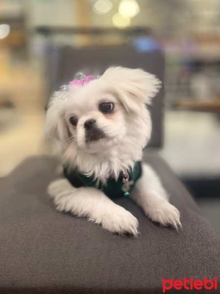 Pekingese, Köpek  Puffy fotoğrafı