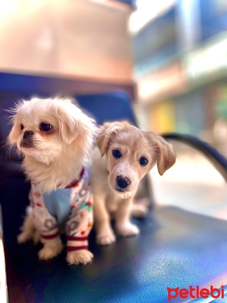 Pekingese, Köpek  Puffy fotoğrafı