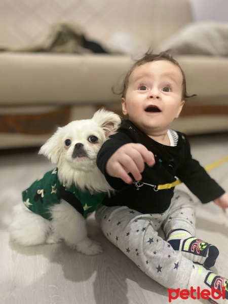 Pekingese, Köpek  Puffy fotoğrafı
