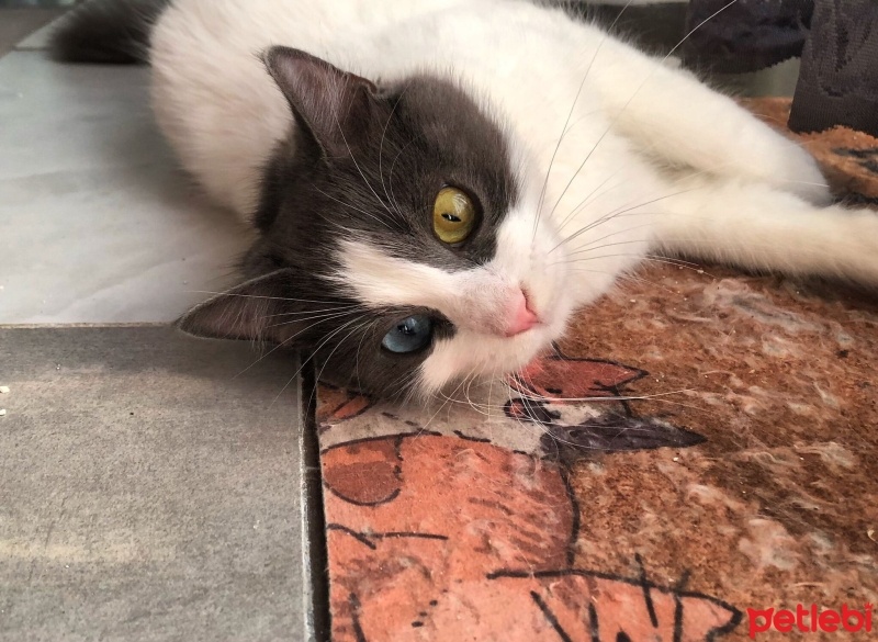 Van Kedisi, Kedi  Bıdık fotoğrafı