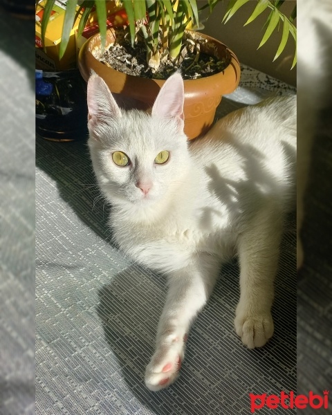 Ankara Kedisi, Kedi  Lina fotoğrafı