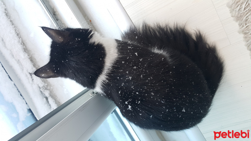 Tuxedo (Smokin) Kedi, Kedi  Maça fotoğrafı