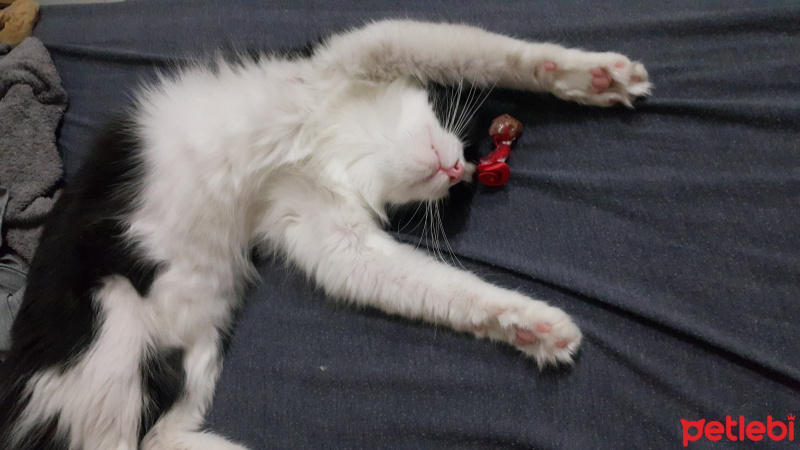 Tuxedo (Smokin) Kedi, Kedi  Maça fotoğrafı