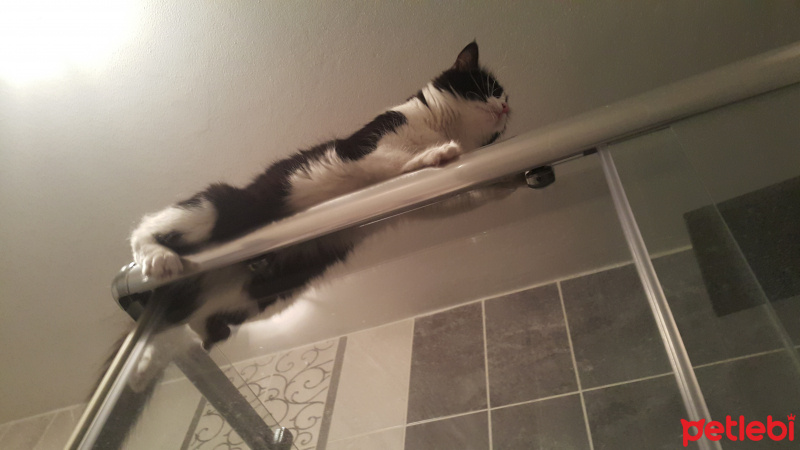 Tuxedo (Smokin) Kedi, Kedi  Maça fotoğrafı
