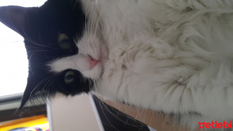 Tuxedo (Smokin) Kedi, Kedi  Maça fotoğrafı