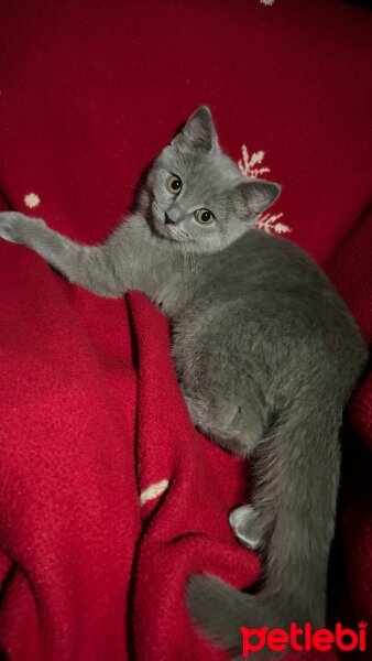 British Shorthair, Kedi  Kedy fotoğrafı