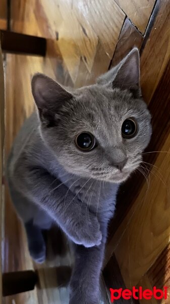 British Shorthair, Kedi  Kedy fotoğrafı