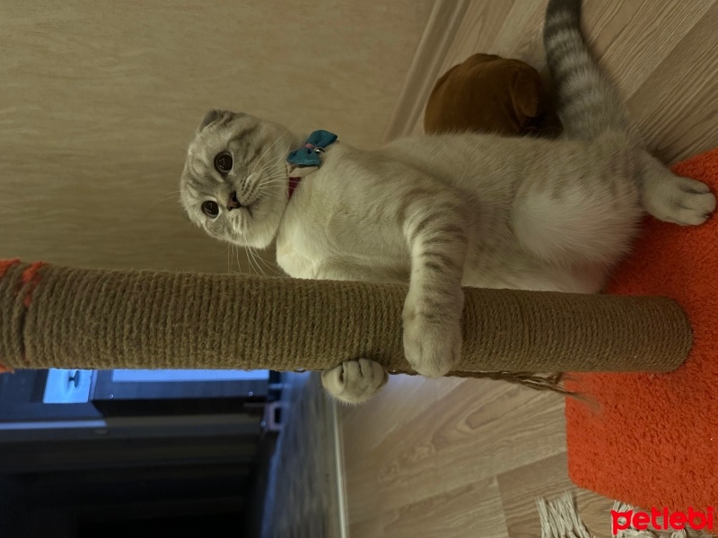 Scottish Fold, Kedi  Sütlaç fotoğrafı