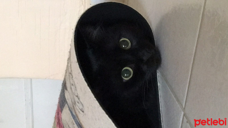 Tekir Kedi, Kedi  Karadut fotoğrafı
