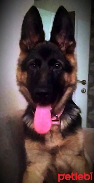 Alman Çoban Köpeği, Köpek  Escobar fotoğrafı