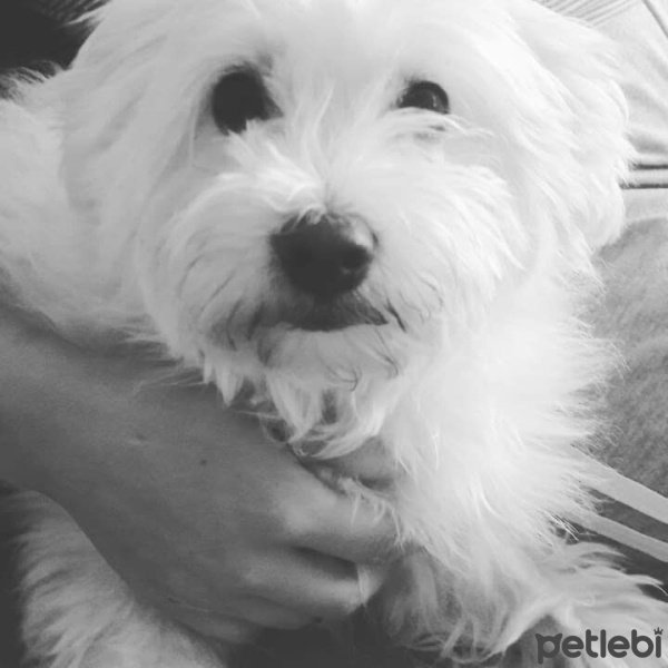Maltese, Köpek  Miel fotoğrafı