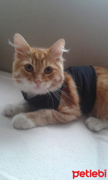 Tekir Kedi, Kedi  kral fotoğrafı