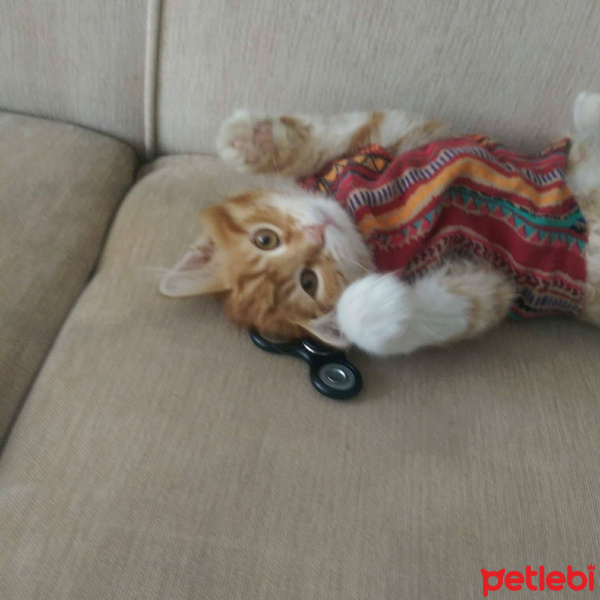 Tekir Kedi, Kedi  kral fotoğrafı