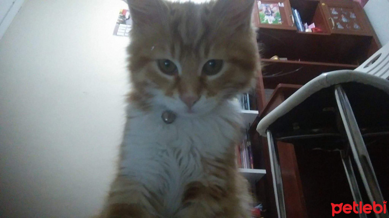 Tekir Kedi, Kedi  kral fotoğrafı