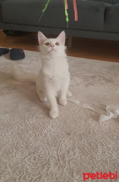 Ankara Kedisi, Kedi  Casper fotoğrafı