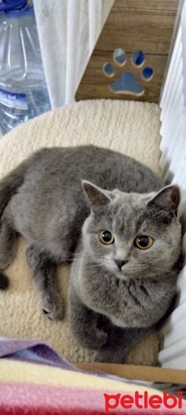 British Shorthair, Kedi  Mira fotoğrafı