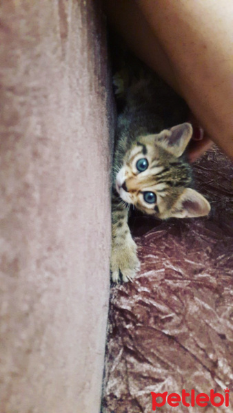 Tekir Kedi, Kedi  Mia'ya acill yuva!!! fotoğrafı
