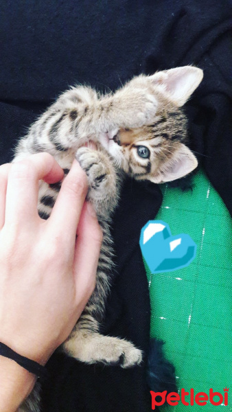 Tekir Kedi, Kedi  Mia'ya acill yuva!!! fotoğrafı
