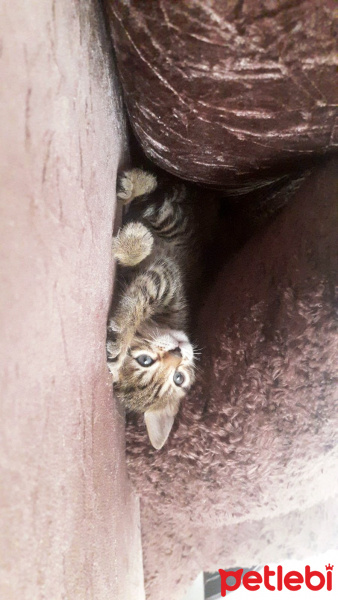 Tekir Kedi, Kedi  Mia'ya acill yuva!!! fotoğrafı