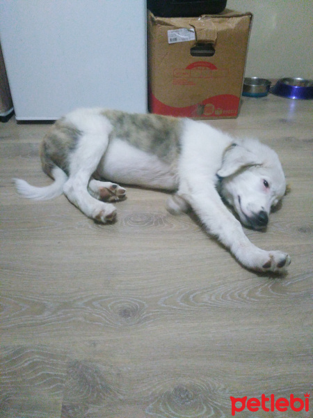 Golden Retriever, Köpek  Duman fotoğrafı