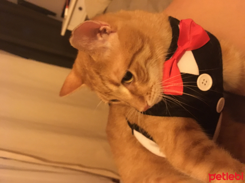 Tekir Kedi, Kedi  susam fotoğrafı