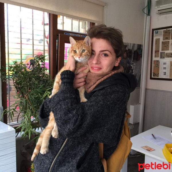 Tekir Kedi, Kedi  susam fotoğrafı