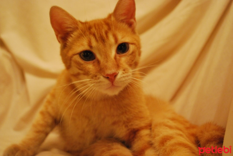 Tekir Kedi, Kedi  susam fotoğrafı