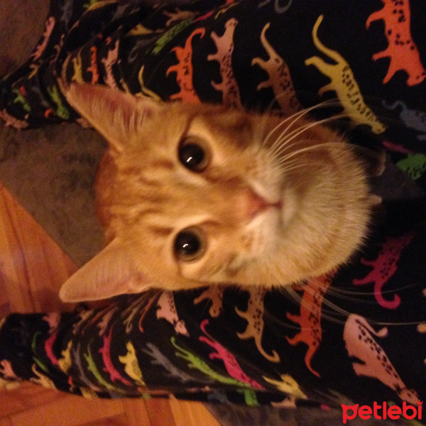 Tekir Kedi, Kedi  susam fotoğrafı
