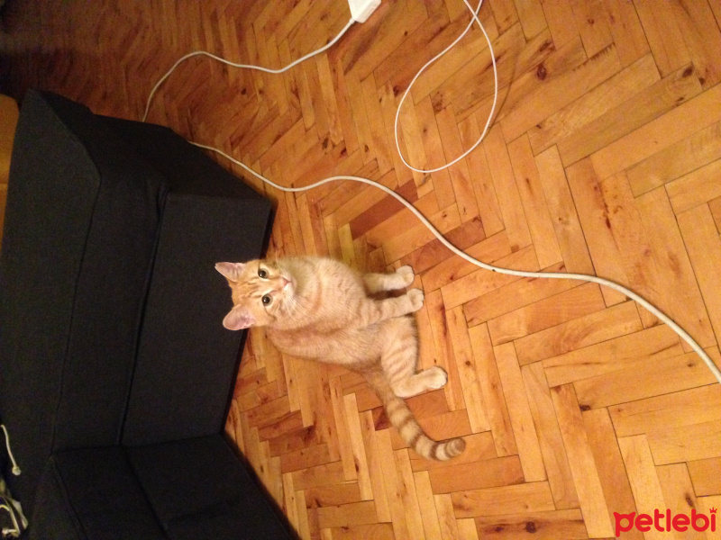 Tekir Kedi, Kedi  susam fotoğrafı