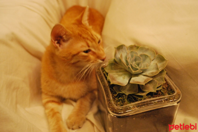 Tekir Kedi, Kedi  susam fotoğrafı