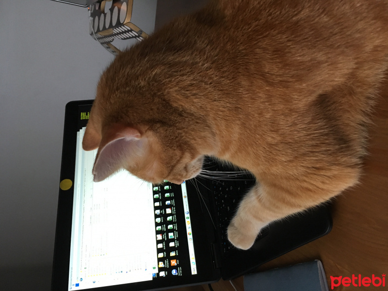 Tekir Kedi, Kedi  susam fotoğrafı