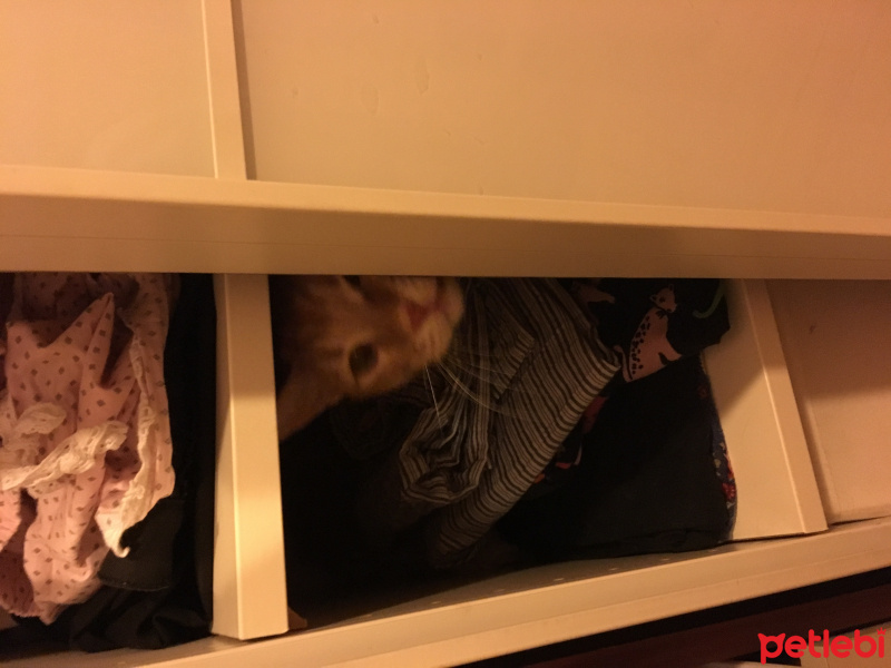 Tekir Kedi, Kedi  susam fotoğrafı