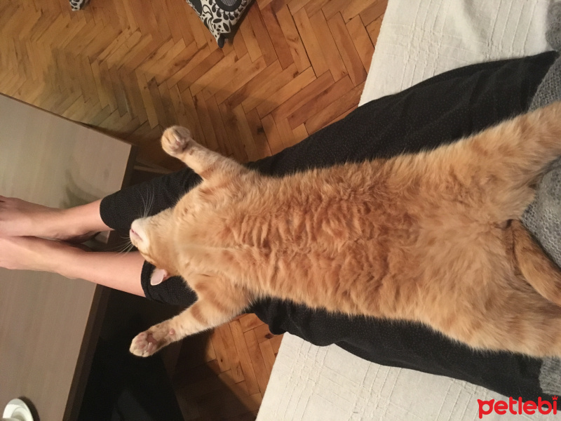 Tekir Kedi, Kedi  susam fotoğrafı