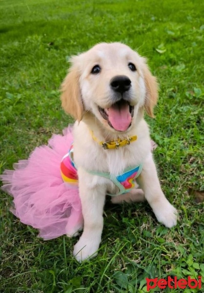 Golden Retriever, Köpek  Mia fotoğrafı