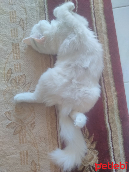 İran Kedisi (Persian), Kedi  Miyu fotoğrafı