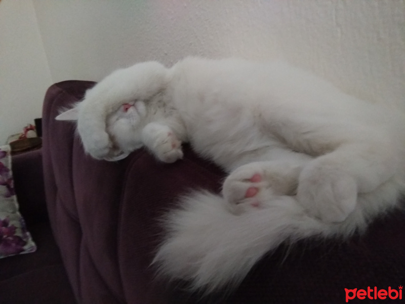 İran Kedisi (Persian), Kedi  Miyu fotoğrafı