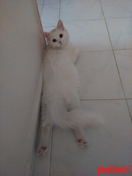 İran Kedisi (Persian), Kedi  Miyu fotoğrafı