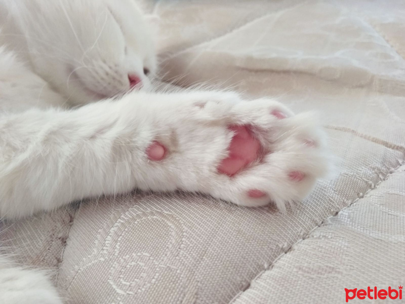 İran Kedisi (Persian), Kedi  Miyu fotoğrafı