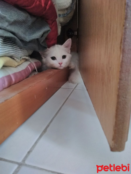 İran Kedisi (Persian), Kedi  Miyu fotoğrafı
