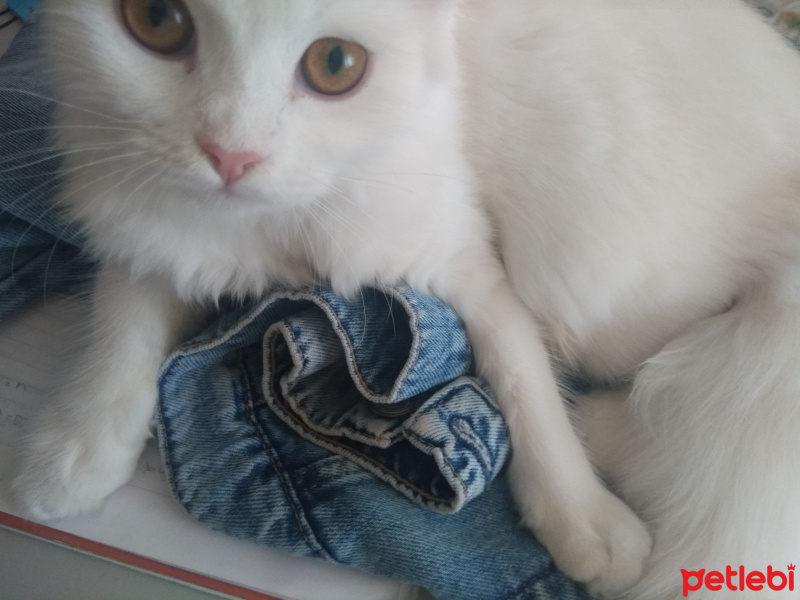 İran Kedisi (Persian), Kedi  Miyu fotoğrafı
