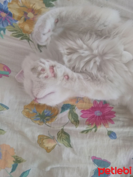 İran Kedisi (Persian), Kedi  Miyu fotoğrafı