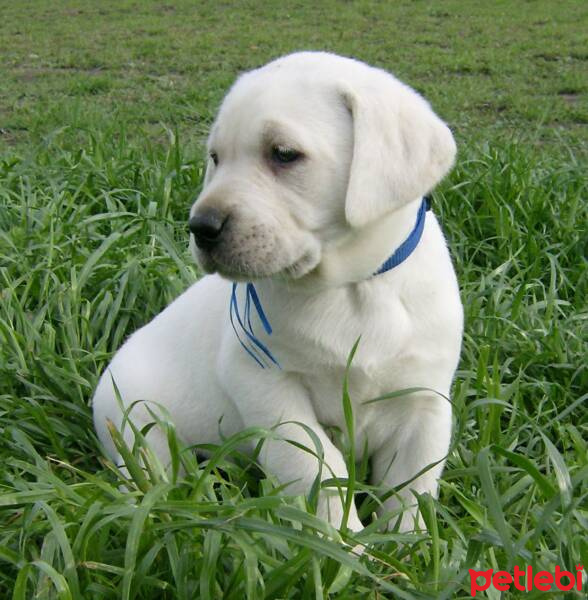 Labrador Retriever, Köpek  pati fotoğrafı