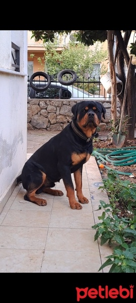 Rottweiler, Köpek  beş fotoğrafı