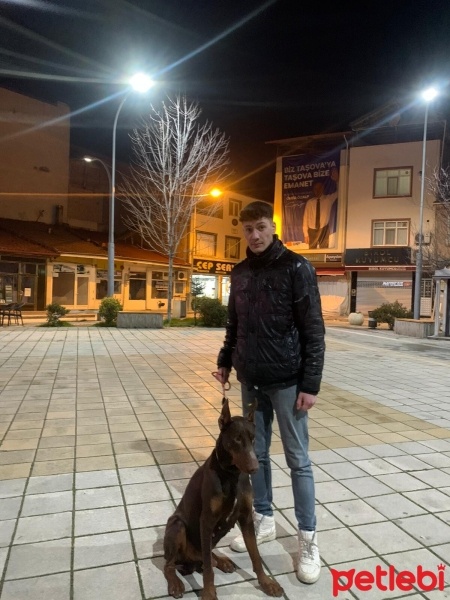Doberman Pinscher, Köpek  Pablo fotoğrafı
