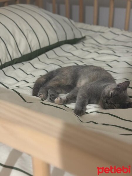 British Shorthair, Kedi  Piraye fotoğrafı