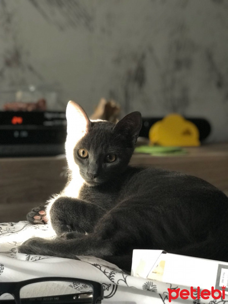 Mavi Rus, Kedi  çoga fotoğrafı