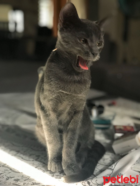Mavi Rus, Kedi  çoga fotoğrafı