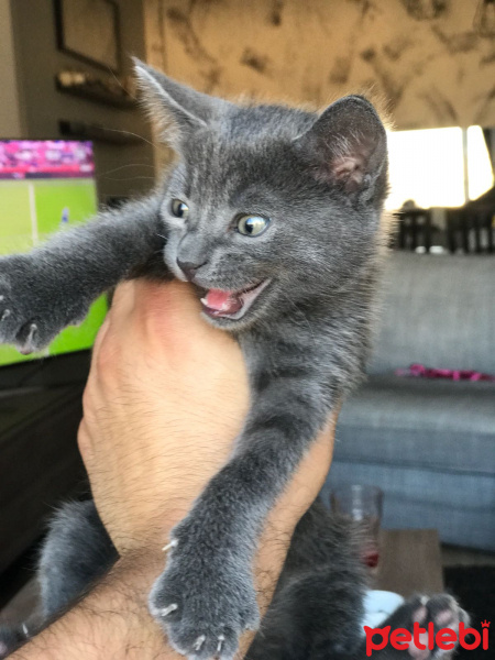 Mavi Rus, Kedi  çoga fotoğrafı